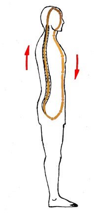 AranySzelkor